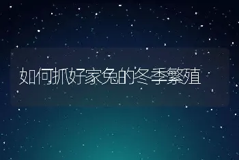 如何抓好家兔的冬季繁殖