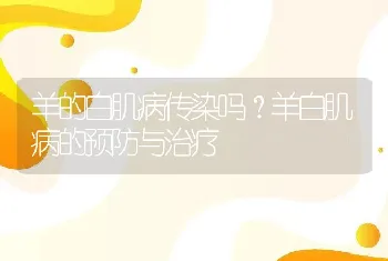 羊的白肌病传染吗？羊白肌病的预防与治疗