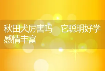 秋田犬厉害吗 它聪明好学感情丰富