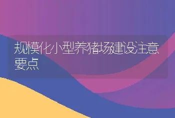 规模化小型养猪场建设注意要点