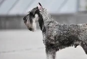 带小型雪纳瑞犬进行散步训练注意事项