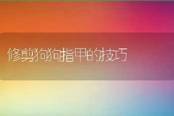 修剪狗狗指甲的技巧