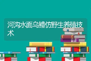 河沟水面乌鳢仿野生养殖技术