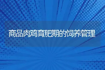 商品肉鸡育肥期的饲养管理