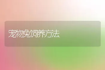 宠物兔饲养方法