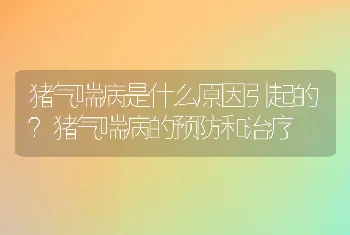 猪气喘病是什么原因引起的？猪气喘病的预防和治疗