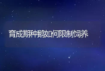 育成期种鹅如何限制饲养