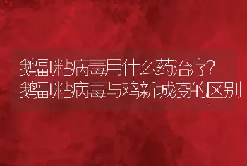 鹅副粘病毒用什么药治疗？鹅副粘病毒与鸡新城疫的区别