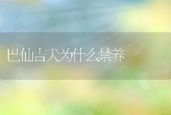 巴仙吉犬为什么禁养