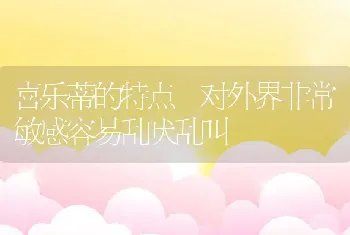 喜乐蒂的特点 对外界非常敏感容易乱吠乱叫