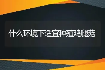 怎样饲养管理比利时小牧羊犬