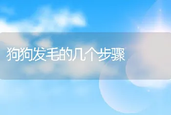 狗狗发毛的几个步骤