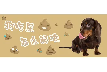 狗吃屎怎么解决