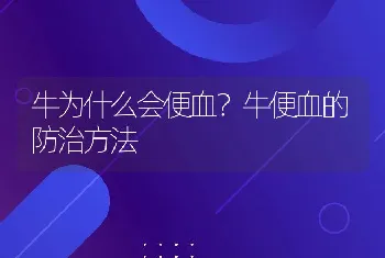 牛为什么会便血？牛便血的防治方法