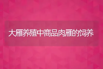 大雁养殖中商品肉雁的饲养