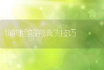 狗狗脸部的清洗技巧