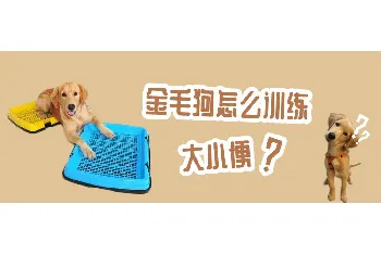 金毛狗怎么训练大小便