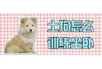 土狗怎么训练坐卧