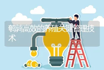 鹌鹑高效的养殖关键管理技术