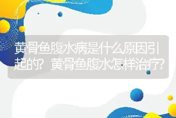 黄骨鱼腹水病是什么原因引起的?黄骨鱼腹水怎样治疗?