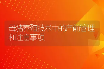 母猪养殖技术中的产前管理和注意事项