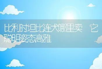 比利时坦比连犬哪里卖 它聪明姿态高雅