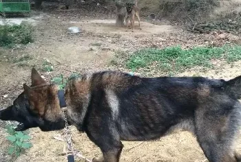 训练德国牧羊犬初识飞盘