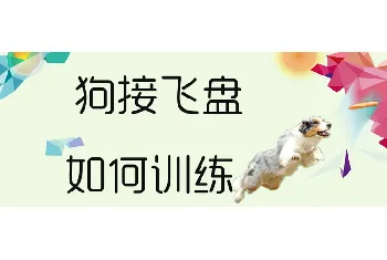 狗接飞盘如何训练