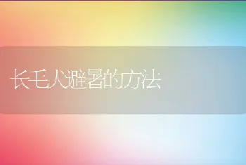 长毛犬避暑的方法