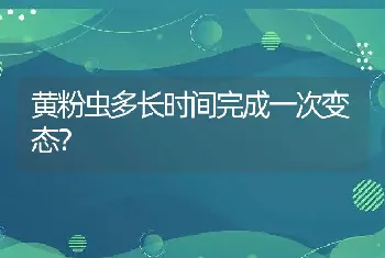 黄粉虫多长时间完成一次变态？