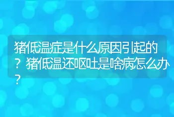 猪低温症是什么原因引起的？猪低温还呕吐是啥病怎么办？