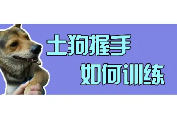 土狗握手如何训练