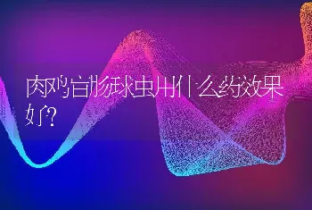 肉鸡盲肠球虫用什么药效果好？