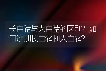 牛传染性胸膜肺炎怎么治疗和预防？