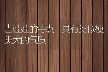 吉娃娃的特点 具有类似梗类犬的气质