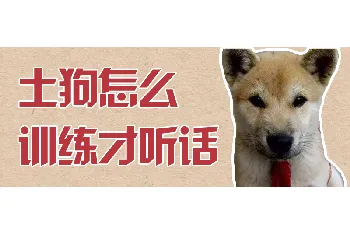 土狗怎么训练才听话