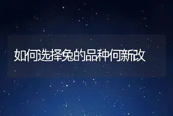 如何选择兔的品种何新改