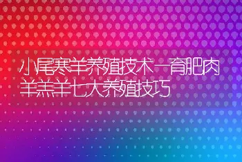 小尾寒羊养殖技术—育肥肉羊羔羊七大养殖技巧