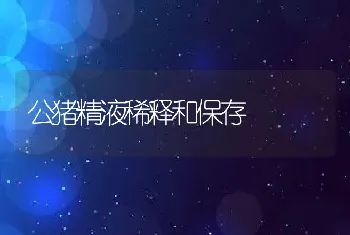 公猪精液稀释和保存