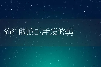 狗狗脚底的毛发修剪