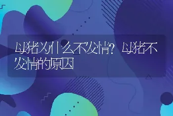 母猪为什么不发情？母猪不发情的原因