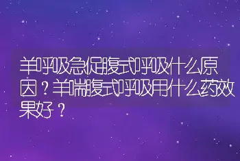 羊呼吸急促腹式呼吸什么原因？羊喘腹式呼吸用什么药效果好？