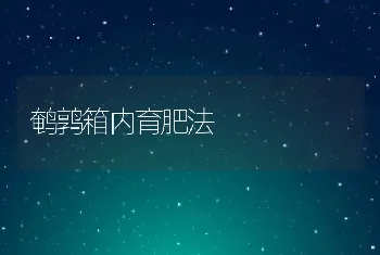 鹌鹑箱内育肥法