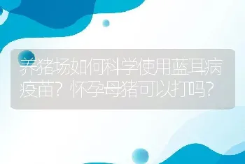 养猪场如何科学使用蓝耳病疫苗？怀孕母猪可以打吗？