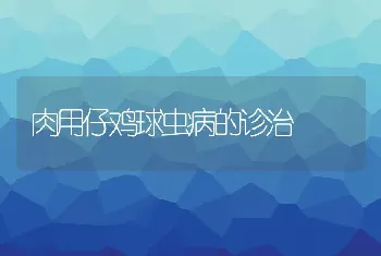 肉用仔鸡球虫病的诊治