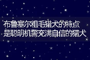 布鲁塞尔粗毛猎犬的特点 是聪明机警充满自信的猎犬