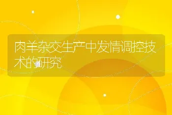 肉羊杂交生产中发情调控技术的研究