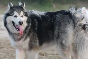 如何训练阿拉斯加雪橇犬乖乖散步