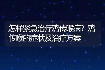 怎样紧急治疗鸡传喉病？鸡传喉的症状及治疗方案