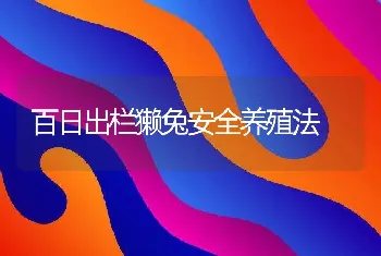 百日出栏獭兔安全养殖法